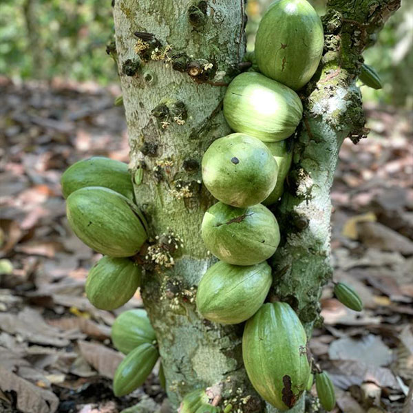 Grüne Kakaofrüchte wachsen am Baum