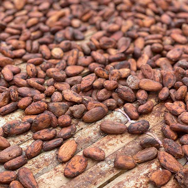 Kakaobohnen während der Trocknung im Fermentationszentrum