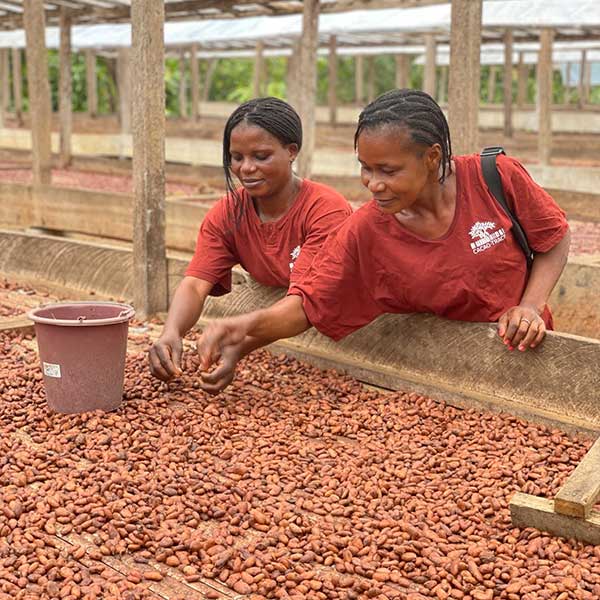 Cacao-Trace Mitarbeiterinnen lesen Kakaobohnen während der Trocknung aus