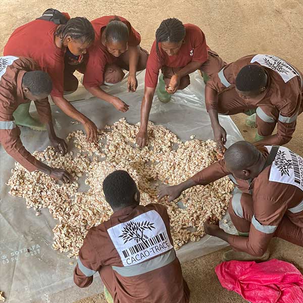 Cacao-Trace Mitarbeiter sortieren Kakaobohnen